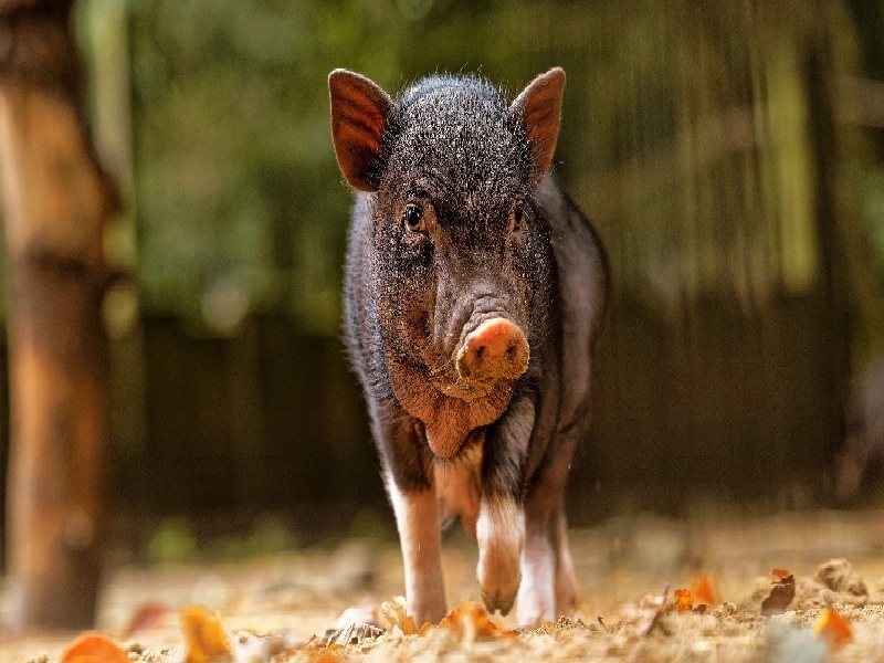 试管妊娠后保胎,四川人民医院试管费用